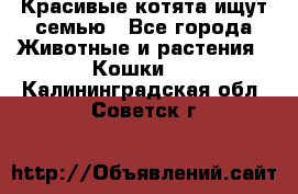 Красивые котята ищут семью - Все города Животные и растения » Кошки   . Калининградская обл.,Советск г.